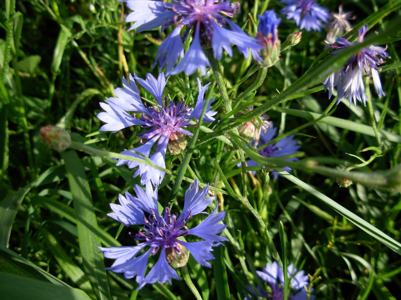 in alta quota nei miei Sibillini